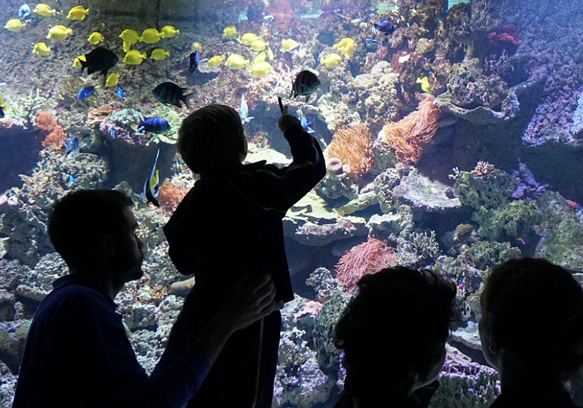 Un niño señala a uno de los peces que se encuentran en el acuario