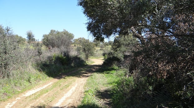 En Gerena, muy cerca de la capital sevillana, es posible encontrar también interesantes rutas de senderismo