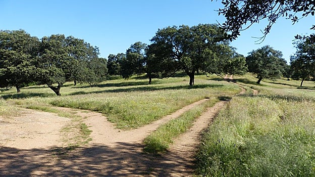 Esta bonita ruta recorre algunos de los encinares y dehesas más interesantes de toda la provincia de Sevilla