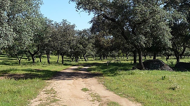 En El Pedroso existen decenas de opciones para que los amantes del senderismo practiquen su actividad favorita