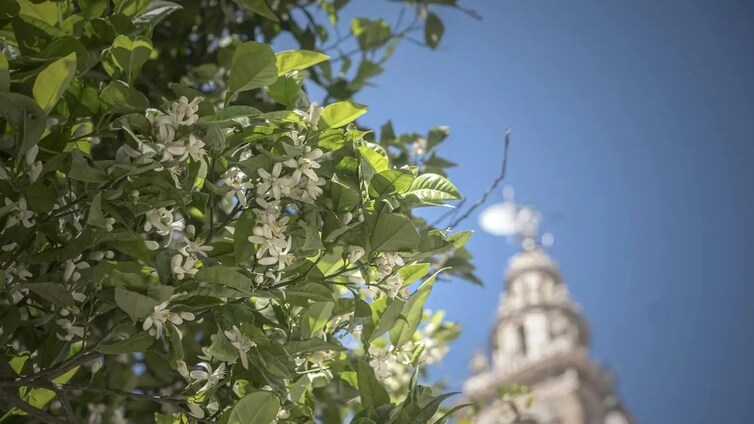 Arranca la primavera: descubre los planes que puedes hacer en Sevilla para disfrutarla al máximo