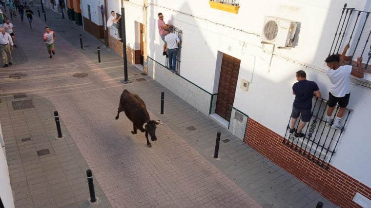 El encierro con dos vaquillas es uno de los momentos más emblemáticos de la feria de Cañada Rosal