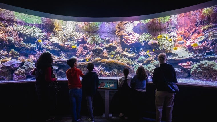 El Acuario de Sevilla pone en marcha muchas actividades interesantes para las familias que lo visiten en el mes de agosto