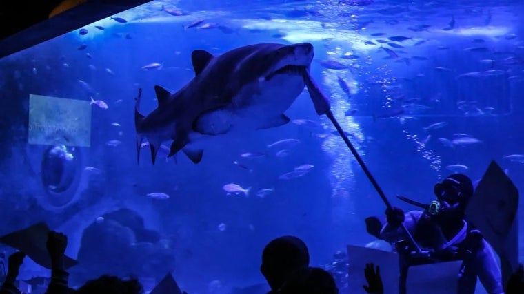 Alimentación de tiburones en el Acuario de Sevilla