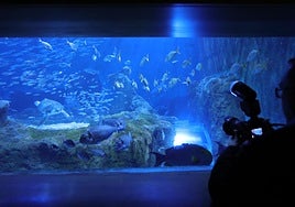 Sumérgete en el mar sin salir de Sevilla: todas las actividades que puedes hacer en el Acuario en agosto