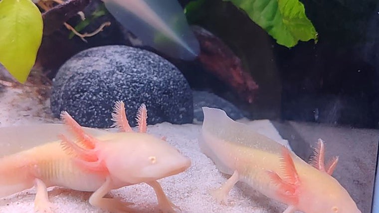 Planes con niños en Sevilla en septiembre: aventuras perfectas para disfrutar en familia