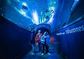 Dormir entre tiburones es posible en Sevilla: esta es la programación del acuario para Navidad