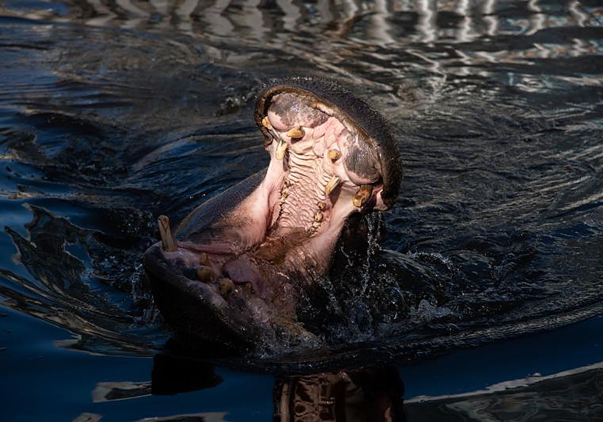 Un hipopótamo, en foto de archivo