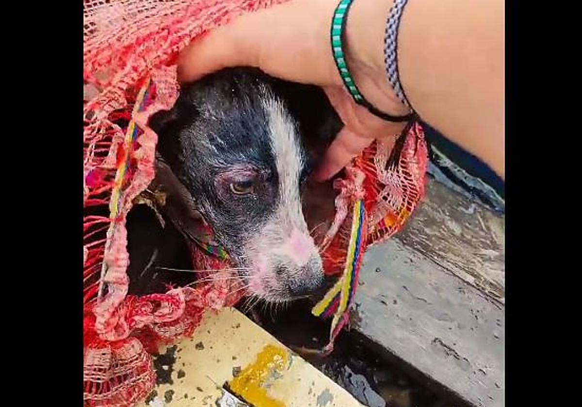 La perrita, recién rescatada