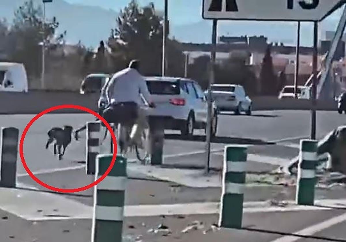 El hombre por la autovía con su perro atado a la bici