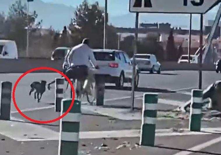 La Policía 'caza' a un hombre en bicicleta por autovía y con su perro atado al sillín