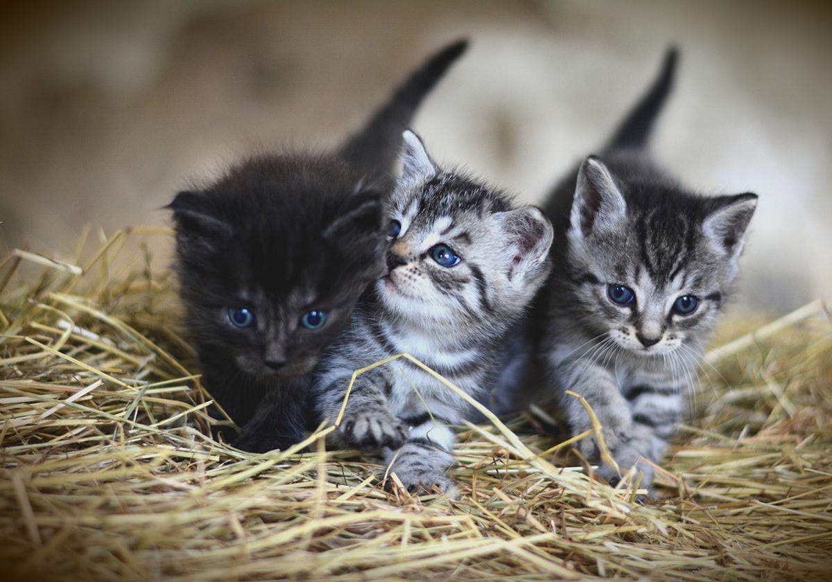 La persona contratada deberá atender a los gatos y realizar otras tareas del hogar