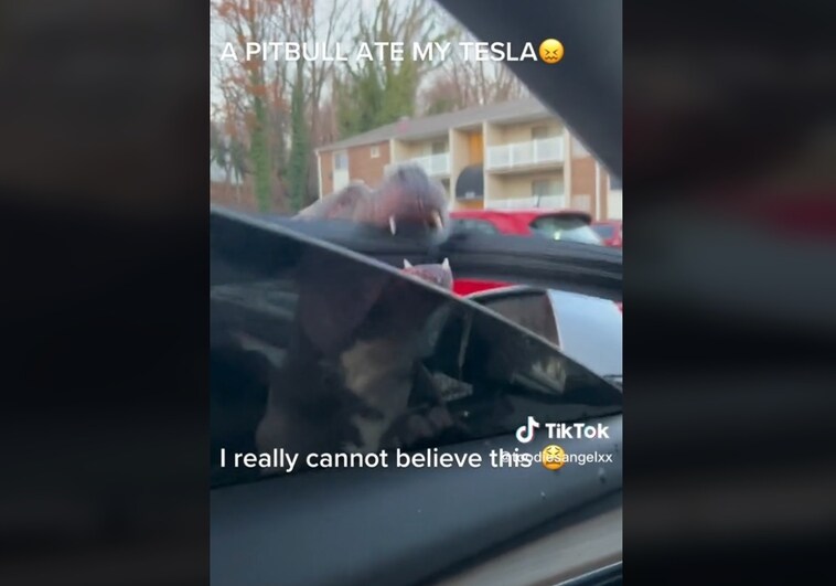 «Un Pitbull se comió mi Tesla»: una propietaria obligada a refugiarse en el interior de su coche ante el ataque de un perro