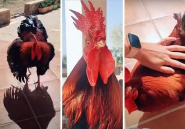 Se viraliza la reacción de un gallo tras mucho tiempo sin ver a su dueña:  «No volveré a comer alitas»