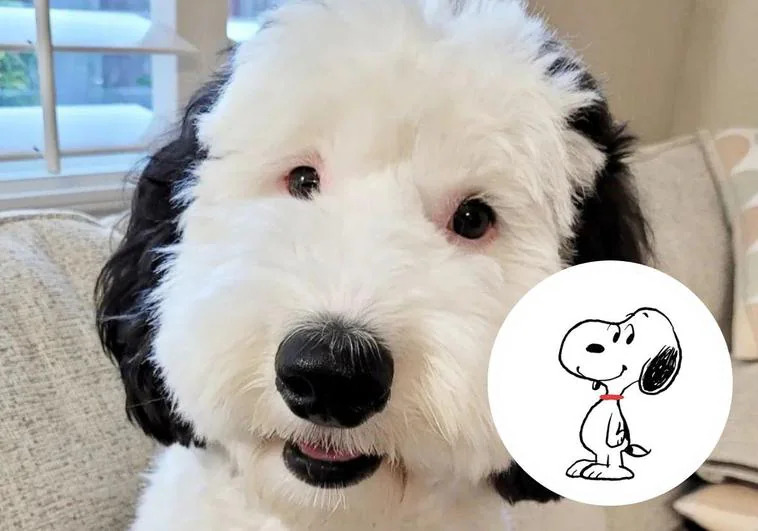 Bayley, el perro que triunfa en redes por ser el 'doble' de Snoopy