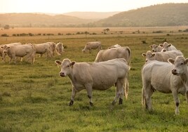 Se busca «tiktoker de vacas»: una granja ofrece 2.000 euros por trabajar un fin de semana