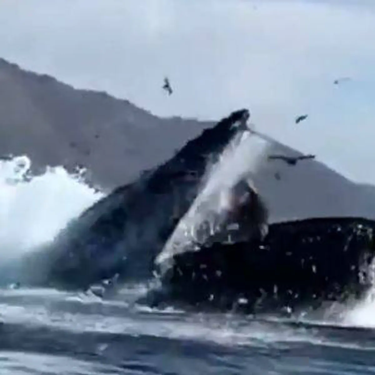 La misteriosa muerte de una manada de 55 ballenas en una playa de Escocia