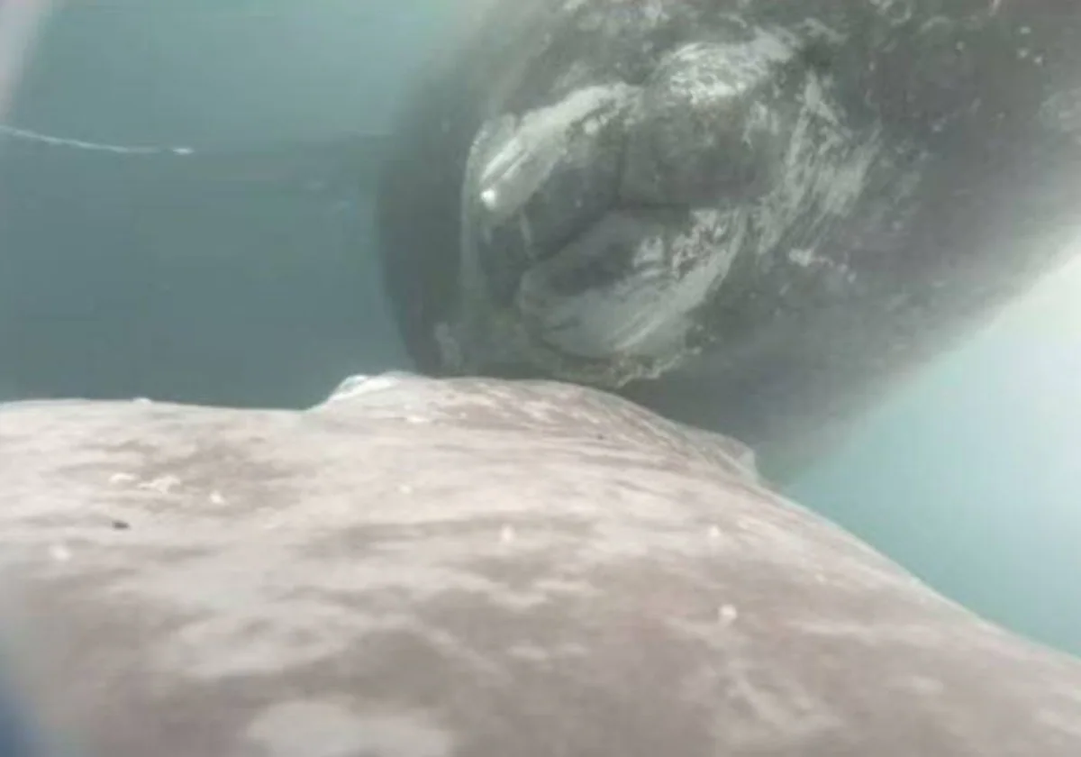 Graban por primera vez a una ballena jorobada amamantando a su cría recién  nacida