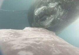 Graban por primera vez a una ballena jorobada amamantando a su cría recién nacida