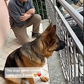 La sorprendente reacción de un perro al reencontrarse con su dueño tras tres años sin verse