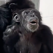 El conmovedor vídeo de una chimpancé que ve por primera vez el cielo tras pasar toda la vida enjaulada