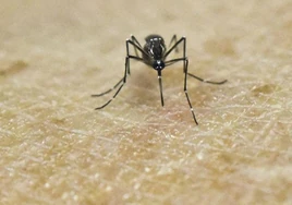 El truco casero para blindar tu casa frente a los mosquitos: solo necesitas cuatro ingredientes