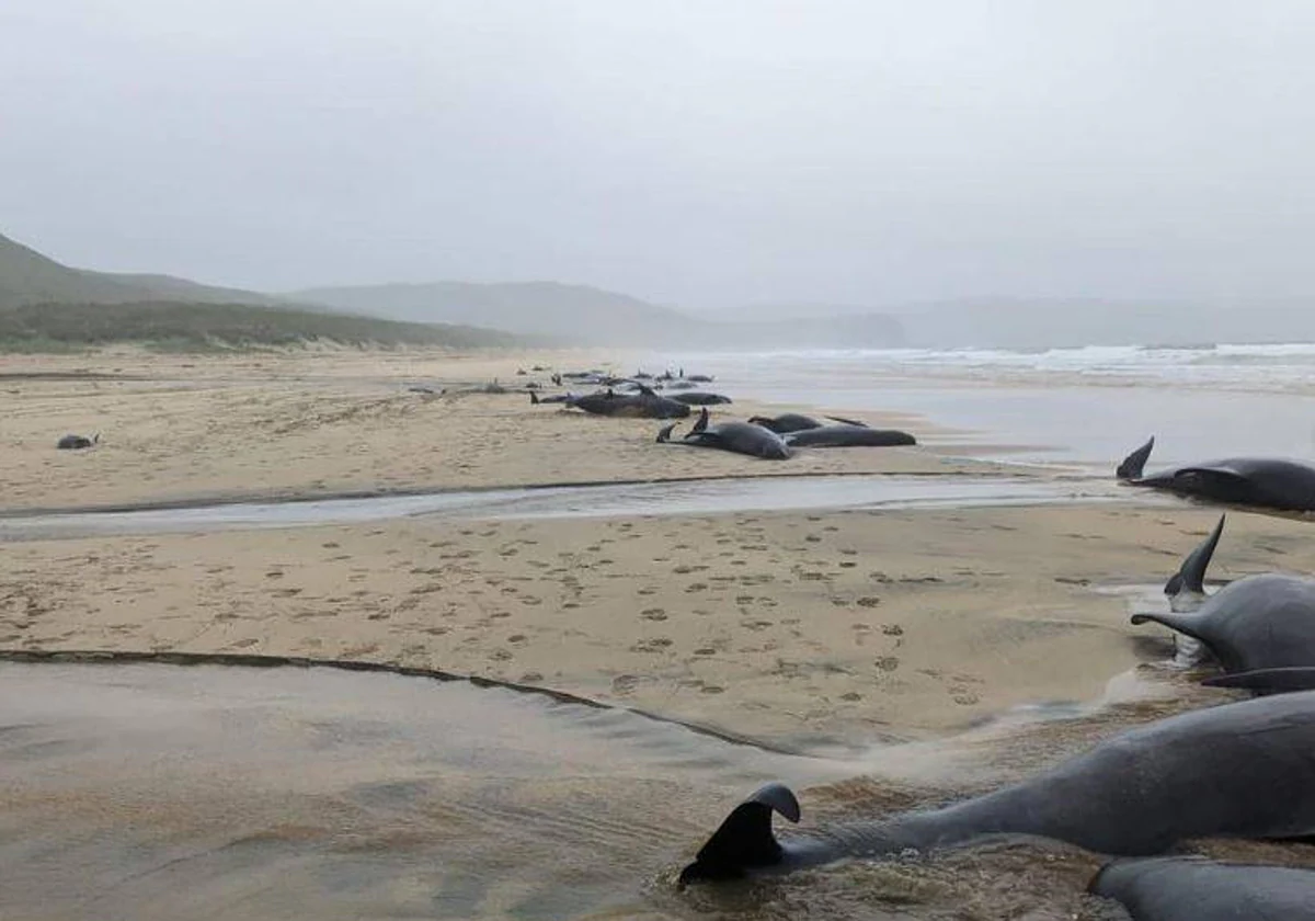 La misteriosa muerte de una manada de 55 ballenas en una playa de Escocia