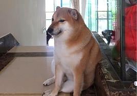 Internet llora la muerte de Balltze, el perro que lleva años siendo un meme