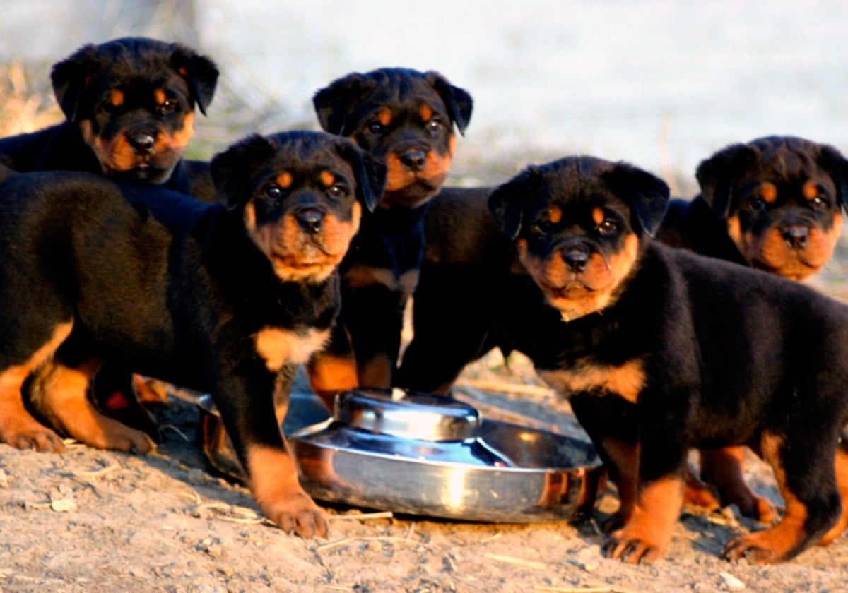 Cachorros de Rottweiler