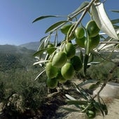 Una experta explica el motivo por el que el aceite de oliva vale la mitad que en España en algunos países