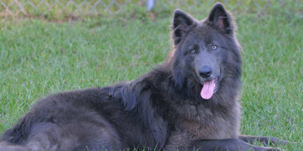 es un perro lobo una buena mascota