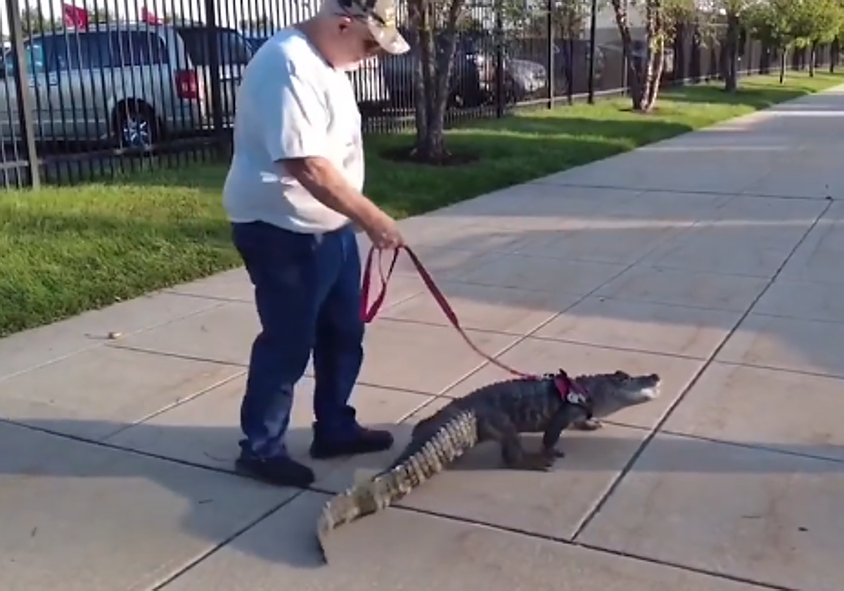 Acude a un estadio de béisbol con un caimán y le niegan la entrada: «Es un animal de apoyo emocional»