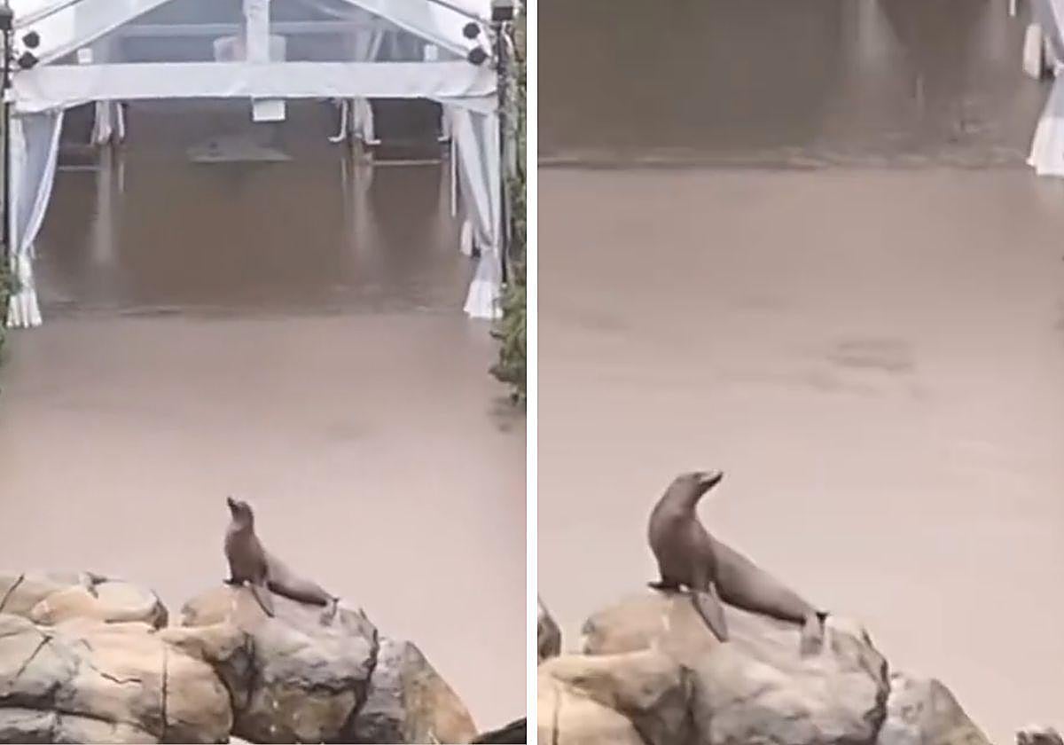 Leona marina del Zoo de Central Park