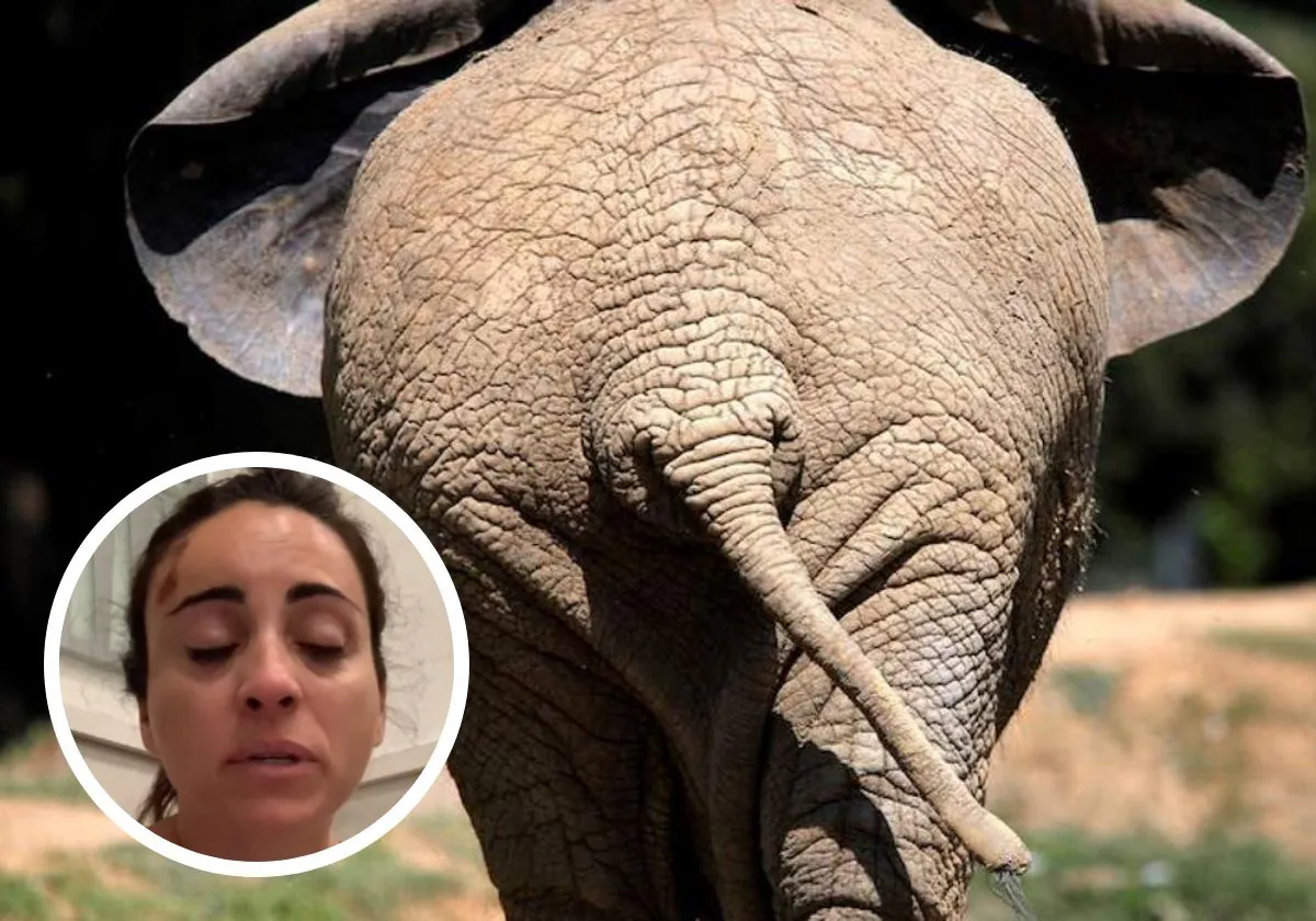 La pesadilla de una española en África: al borde de morir aplastada por un  elefante