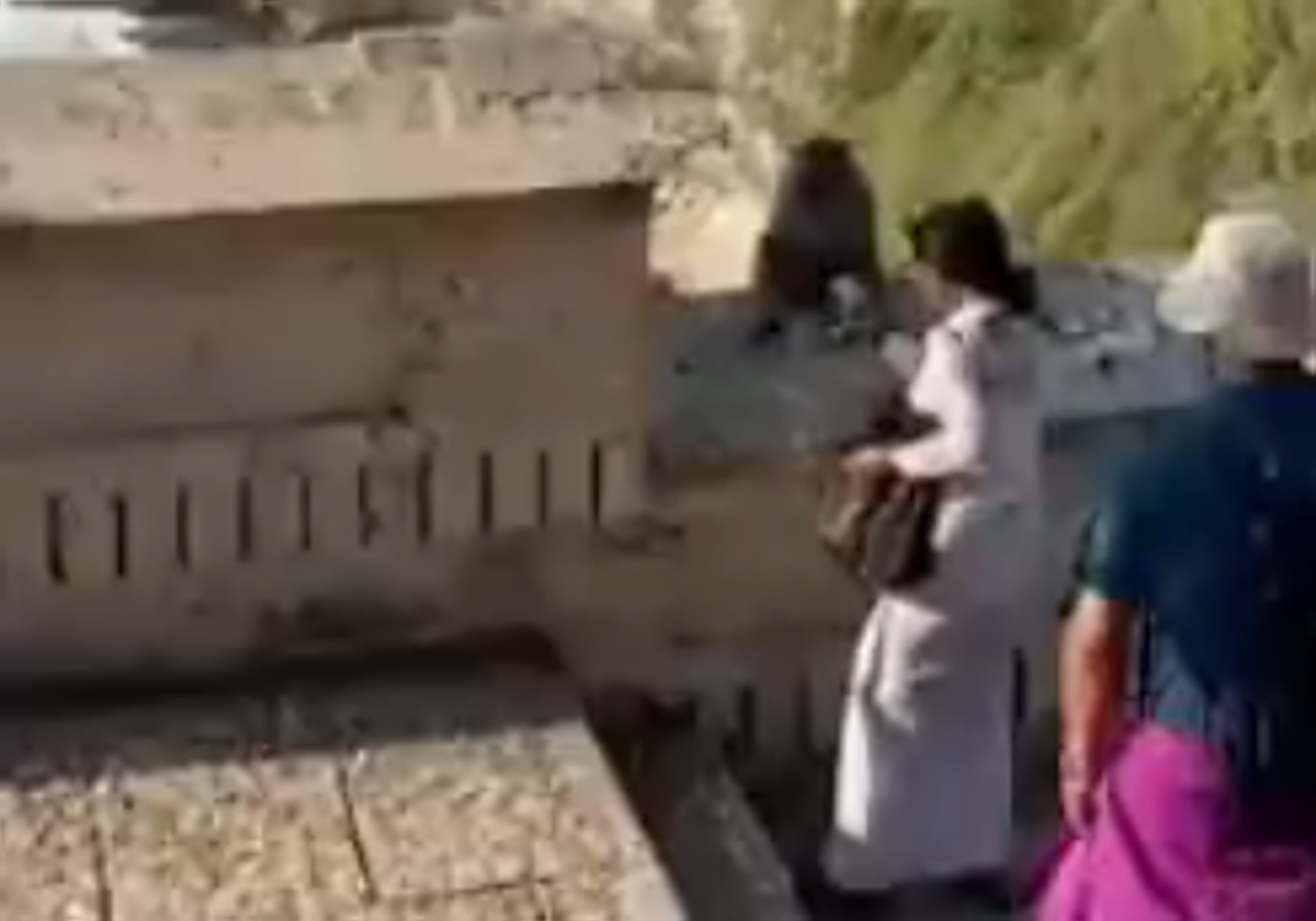 Un mono  se apodera del teléfono móvil de una turista