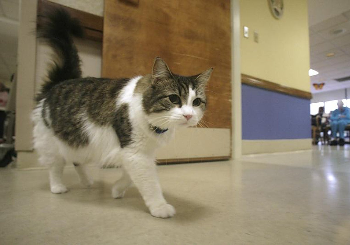 Un gato, en una imagen de archivo