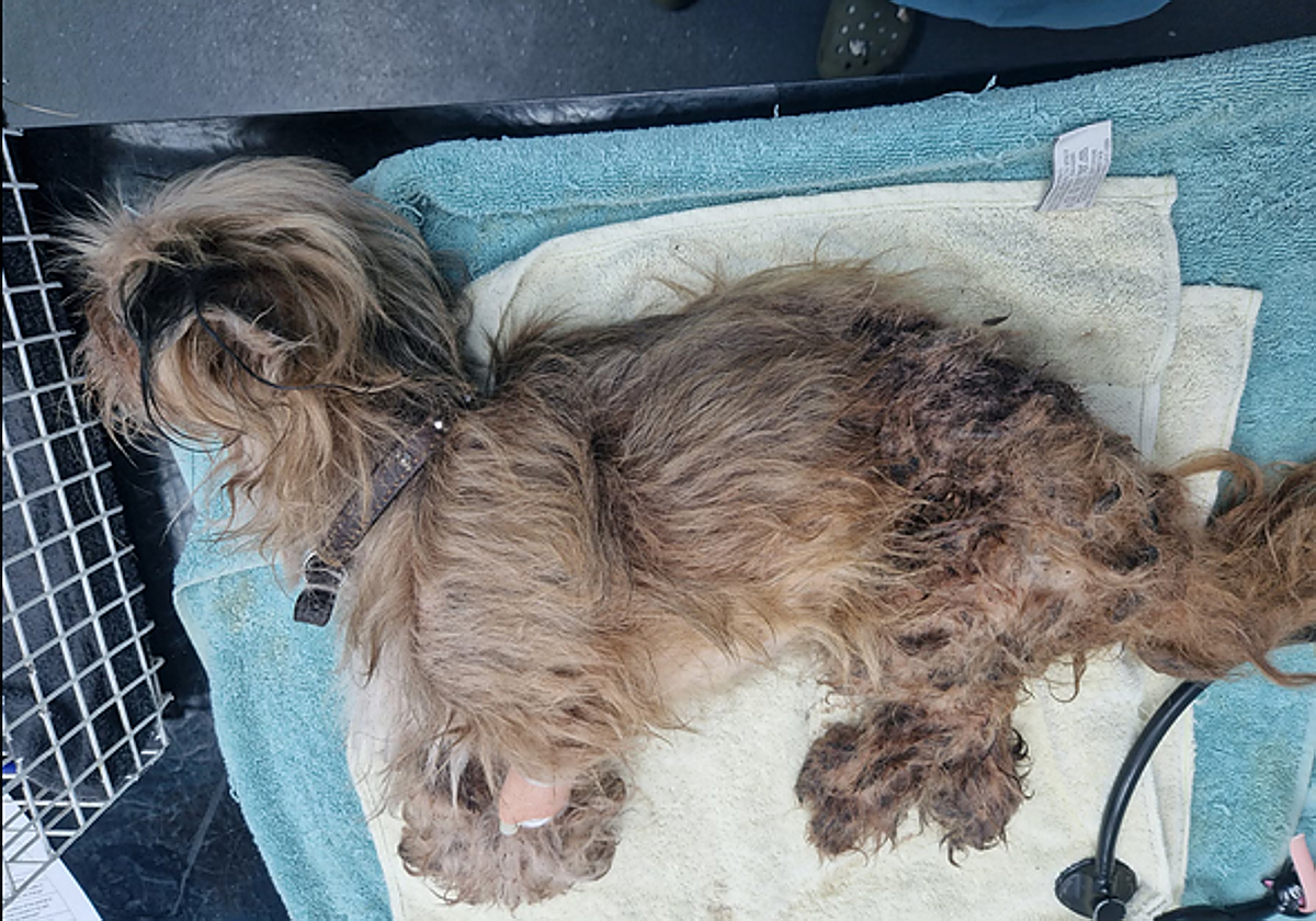 El veterinario diagnosticó que el animal padecía una carga severa de parásitos y deficiencia de hierro