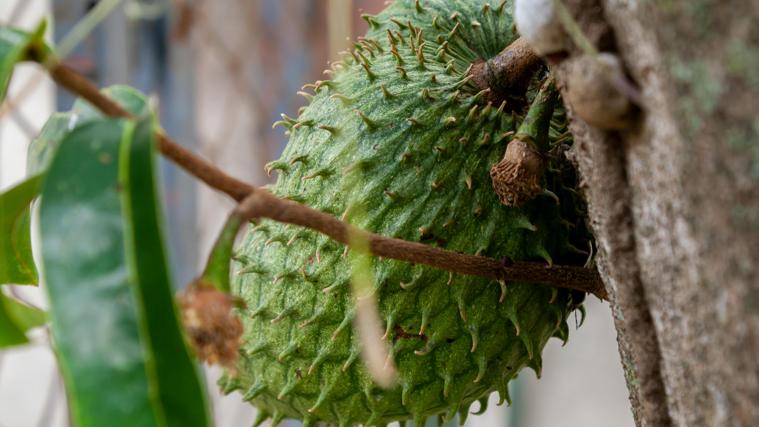 Un joven muestra la fruta que los médicos le recomendaron a su madre enferma de cáncer