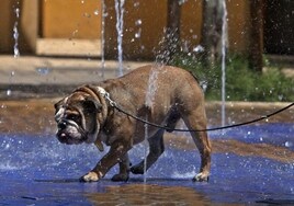 Una investigación revela que el calor hace que los perros muerdan más