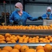 Agricultores españoles reiteran a la Comisión Europea que investigue el posible 'dumping' comercial de cítricos de Egipto
