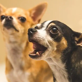 Un veterinario explica por qué los perros ladran a unas personas y a otras no