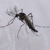 Un farmacéutico explica por qué los mosquitos pican a unas personas más que a otras