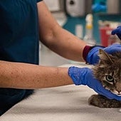 Una española explica desesperada lo que le ha costado operar a su gato en EE.UU: «No sé si llorar»