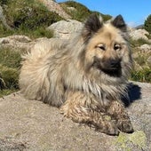 Una perra se reencuentra con su familia en Francia cuatro años después de haberse perdido en Andorra: «Es increíble»