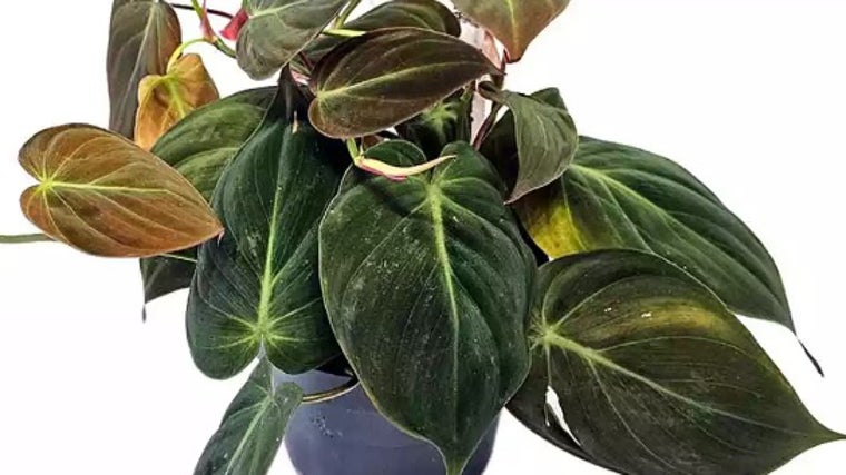 Philodendron Micans