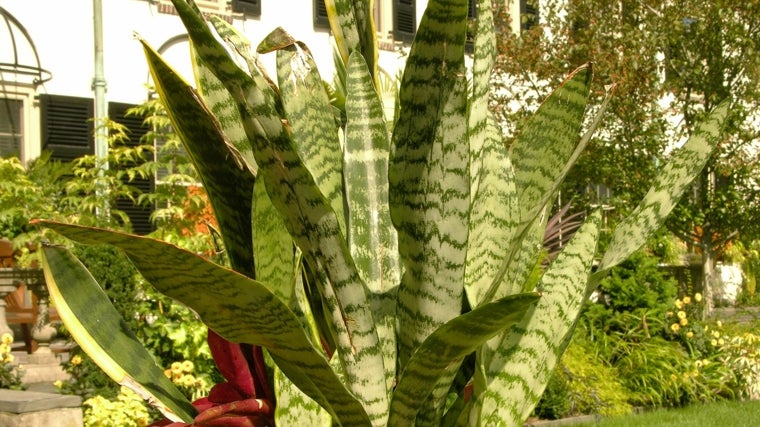 Sansevieria