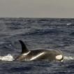 Las orcas hunden el primer barco de la temporada en el Estrecho de Gibraltar