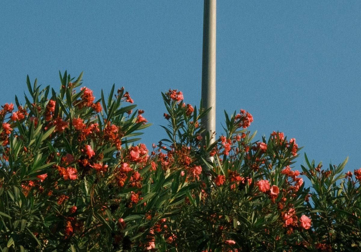 Las adelfas, la planta que casi nadie sabe por qué se usa en las autovías