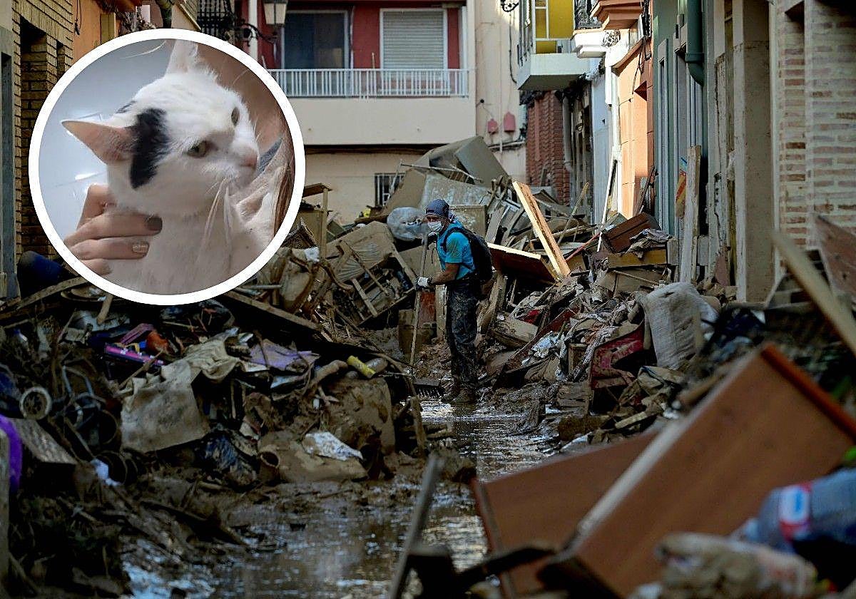 El gato encontrado y el estado de las calles en las zonas afectadas