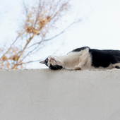 Una experta en comportamiento animal explica por qué los gatos frotan su cara contra ti